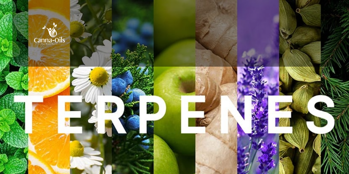 Terpenes Vs Cannabinoids Canna Oils