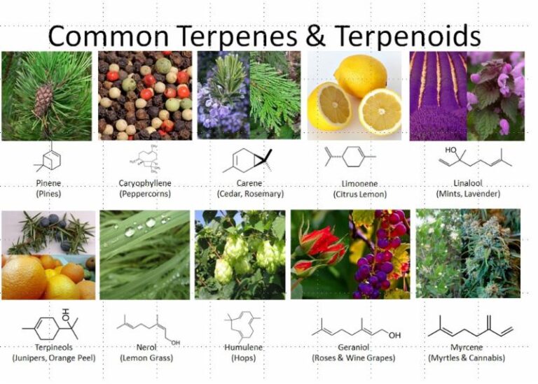 Terpenes Vs Cannabinoids Canna Oils