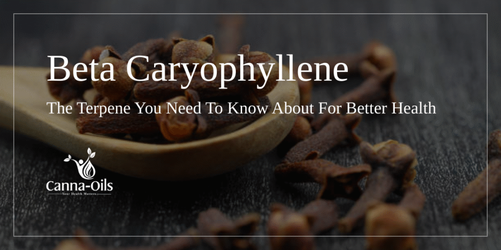 Beta Caryophyllene extracted from cloves